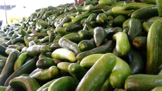 Adana'da 2 lira Kocaeli'de 10 lira!