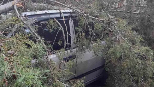 2 otomobilin üstüne ağaç devrildi