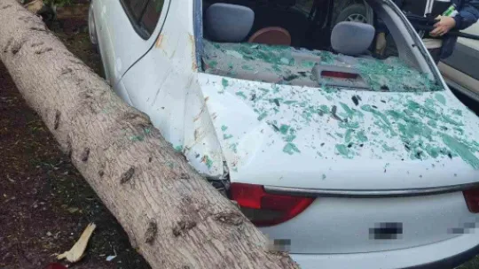 2 otomobilin üstüne ağaç devrildi