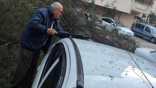 2 otomobilin üstüne ağaç devrildi