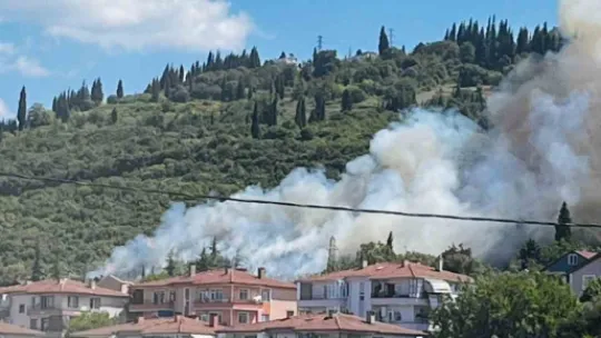 Ağaçlık alandaki yangında kaplumbağayı yanmaktan kurtardı