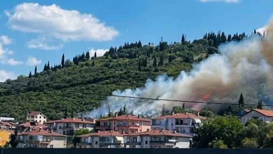 Ağaçlık alandaki yangında kaplumbağayı yanmaktan kurtardı