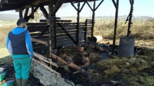 Ağılda çıkan yangın küçükbaş hayvanları telef etti