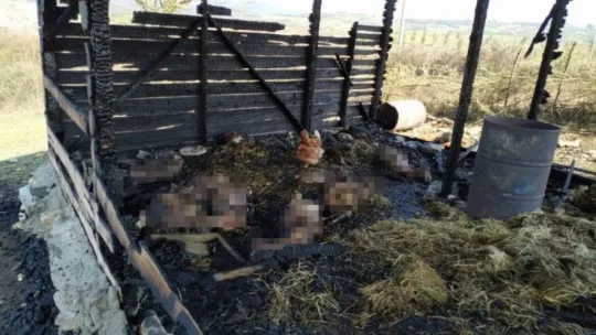 Ağılda çıkan yangın küçükbaş hayvanları telef etti