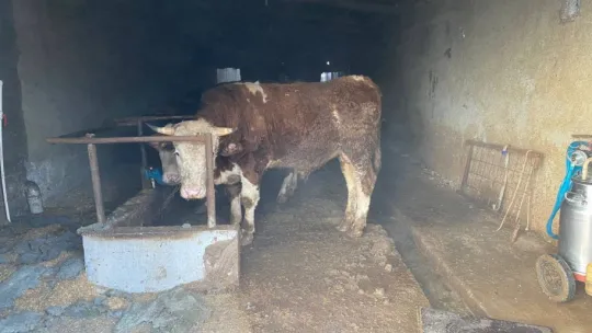Ahırda faciadan dönüldü