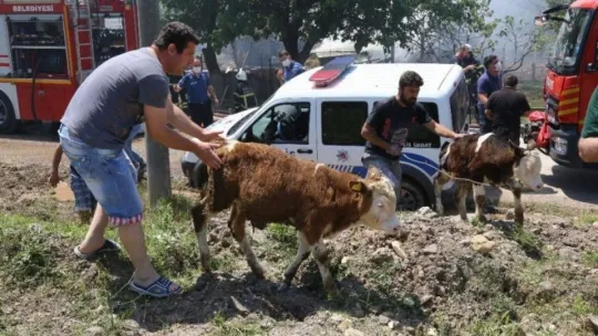 Aile içinde tartışmaya neden olan ahırı yaktı