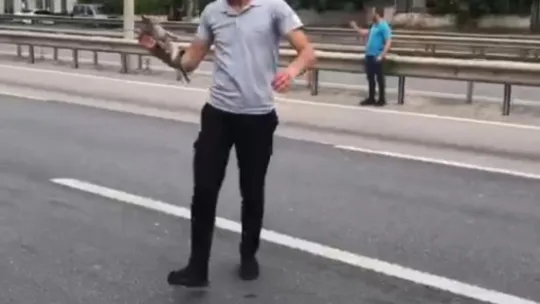 Alevlerden kaçarken yola fırlayan kedinin imdadına yetişti