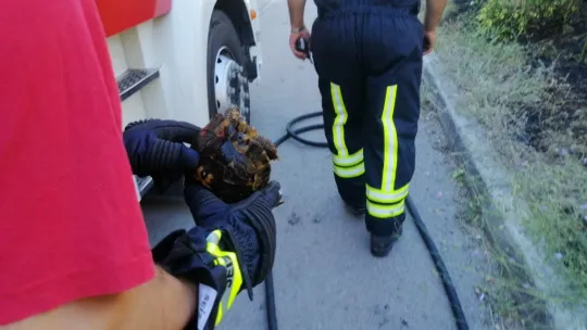 Kaplumbağa alevlerin arasında kaldı