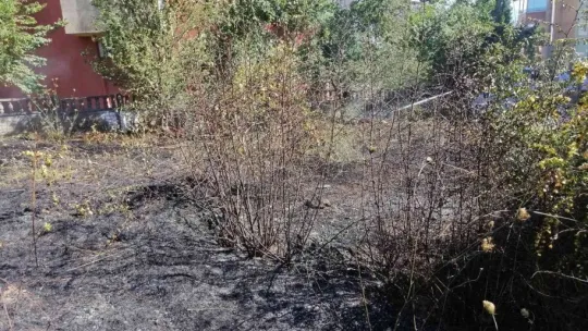 Kaplumbağa alevlerin arasında kaldı