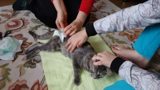 Altıncı kattan düşüp felç geçiren kediye çocukları gibi bakıyorlar