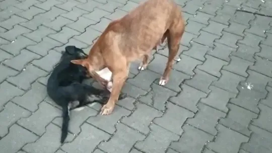 Anne köpeğin duygulandıran bekleyişi