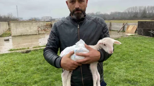1 ay içinde 12 koyunu telef oldu