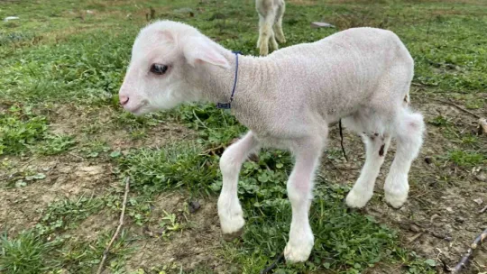 1 ay içinde 12 koyunu telef oldu