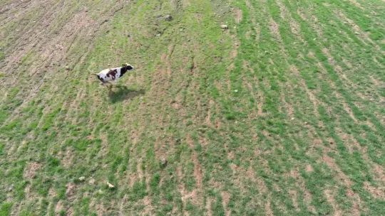 Arazisine gelen ineği dronla kovalamıştı: İki inatçı olarak ben galip geldim