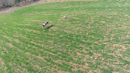 Arazisine gelen ineği dronla kovalamıştı: İki inatçı olarak ben galip geldim
