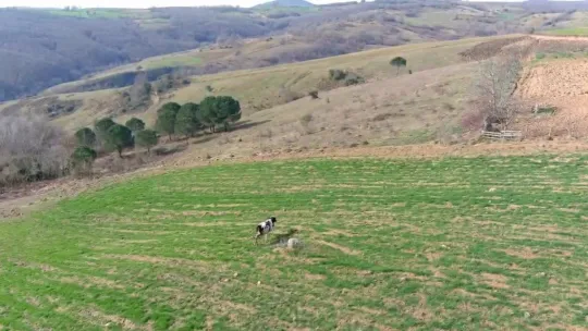 Arazisine gelen ineği dronla kovalamıştı: İki inatçı olarak ben galip geldim