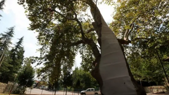 Asırlık çınar ağaçlarının bakımı ve tedavisi yapıldı