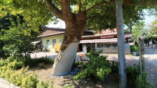 Asırlık çınar ağaçlarının bakımı ve tedavisi yapıldı