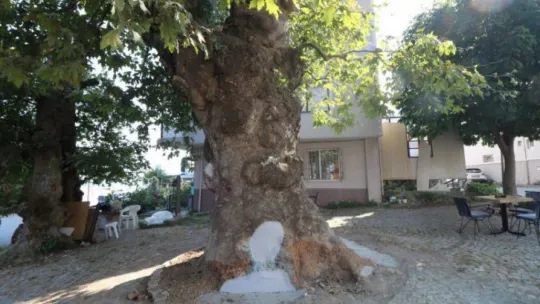 Asırlık çınar ağaçlarının bakımı ve tedavisi yapıldı