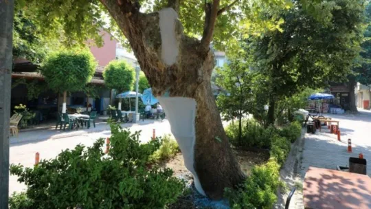 Asırlık çınar ağaçlarının bakımı ve tedavisi yapıldı