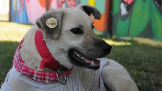 Atatürk büstü altında bulunan köpeği öğretmenler sahiplendi