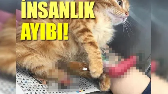 Ayakları asitle yakılan kedi tedavi altında!