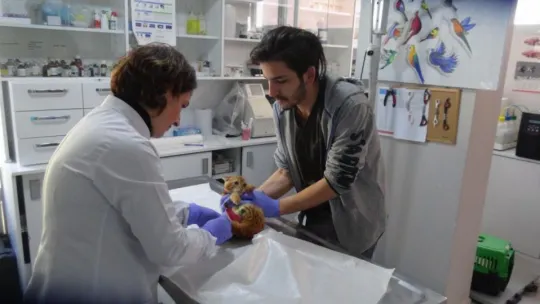 Ayakları asitle yakılan kedi tedavi altında!