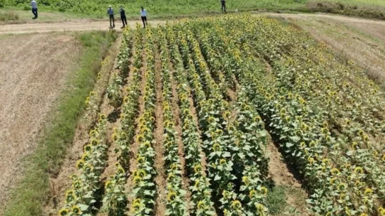 Ayçiçeği çayır tırtılı zararlısına karşı mücadele başladı
