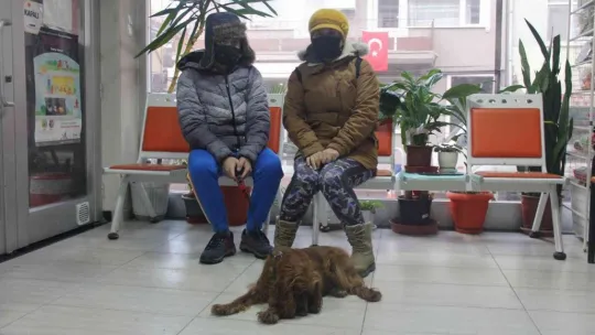 Bakamayan sokağa terk ediyor