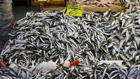 Balık fiyatları geriledi
