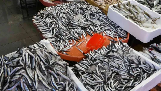 Balık fiyatları geriledi