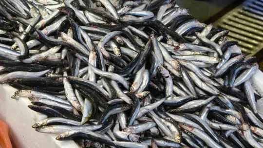 Balık fiyatları geriledi