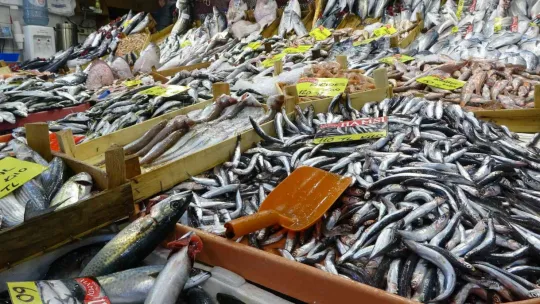 Tezgahlarda palamutun yerini çinekop alıyor