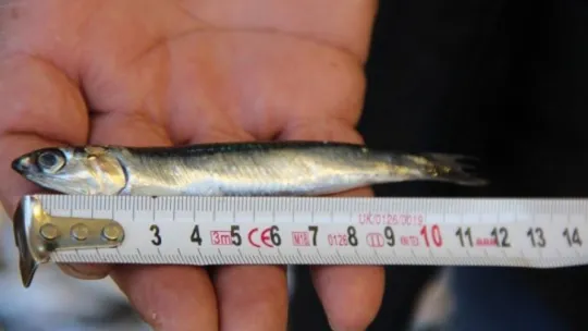 Balıkçılar hamsinin neslinin tükenmemesi için çağrıda bulundu!