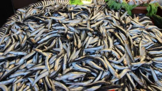 Balıkçılar hamsinin neslinin tükenmemesi için çağrıda bulundu!
