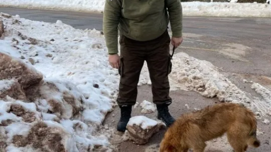 Balıkçılar sokak hayvanlarını besledi