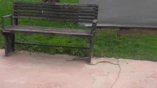 Balyanoz Koyu'nda yılan paniği