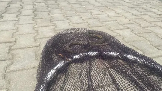 Balyanoz Koyu'nda yılan paniği