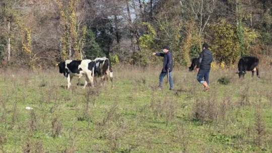 Başkasının ahırında yaşayan tosun sahibine teslim edildi