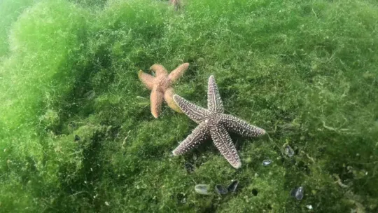 Büyükakın dalgıç kıyafeti giydi, dibe indi: Gördüğü manzara şaşırttı