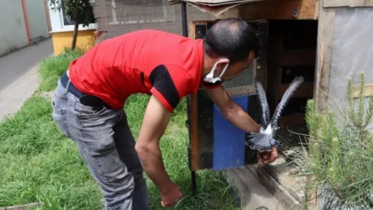 Belediye ekipleri aç kalan güvercinler için seferber oldu