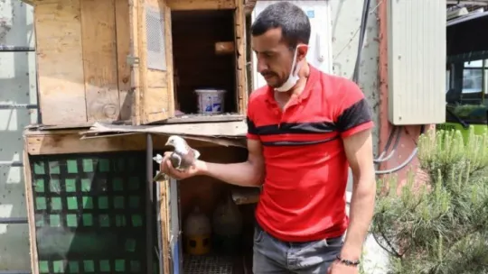 Belediye ekipleri aç kalan güvercinler için seferber oldu