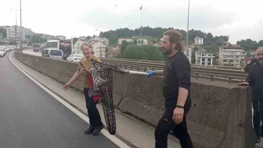 Beton bariyerlere sıkışan kedi için trafiği durdurdular