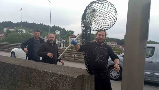 Beton bariyerlere sıkışan kedi için trafiği durdurdular