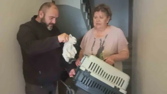 Beton bariyerlere sıkışan kedi için trafiği durdurdular