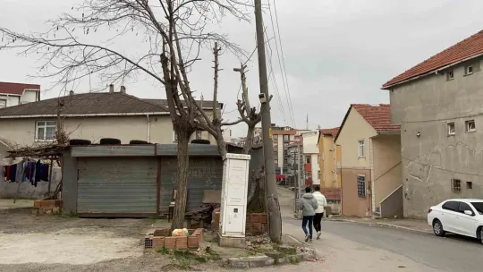 Beton elektrik direğini ağaç ayakta tutuyor
