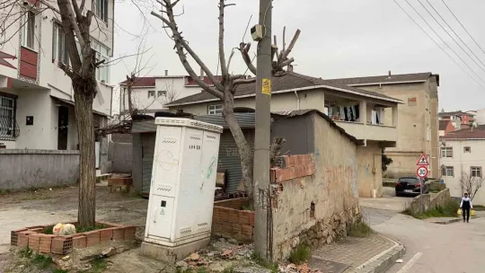 Beton elektrik direğini ağaç ayakta tutuyor