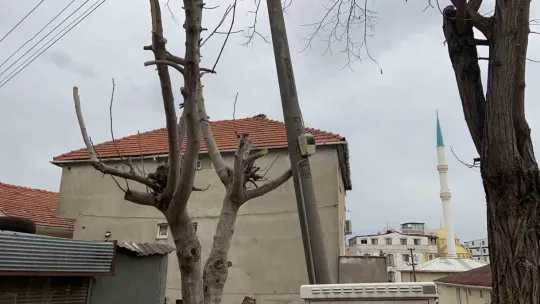 Beton elektrik direğini ağaç ayakta tutuyor