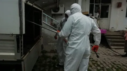 Binadan 34 sokak köpeği çıktı!