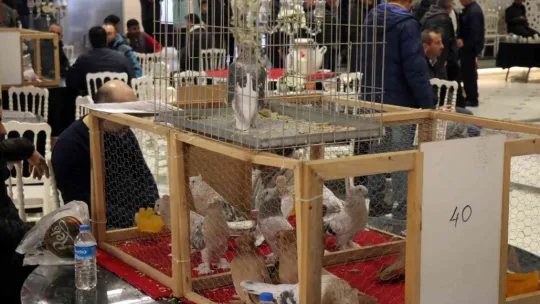 Bir milyona güvercin